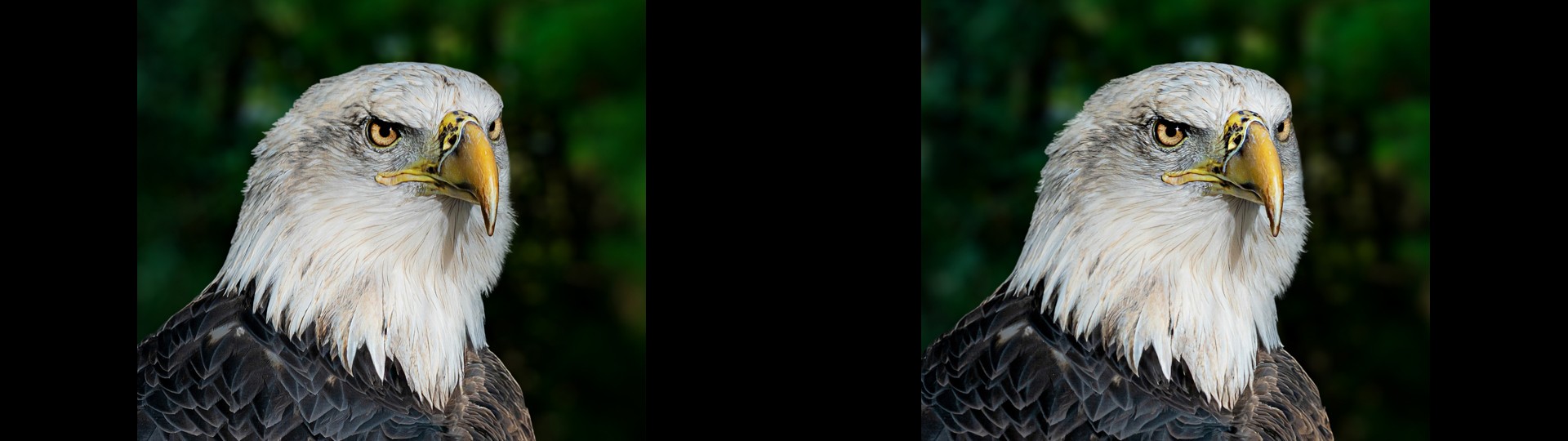 Eagle Eyes